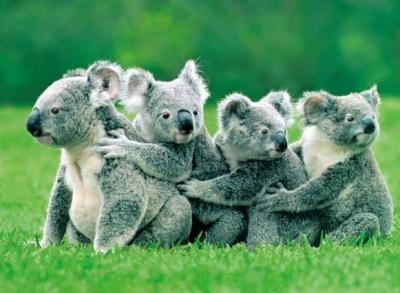 Os koalas, en perigo de extinción.